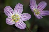 Little Wildflowers_53152